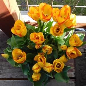 Meet your Posher, Carol